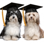 A pair of proud graduation havanese dogs with cap isolated on white background