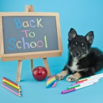 Cute little Pomsky puppy laying on a blue background with a back to school sign and school supplies all around him.