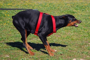 Hundeverhaltenstherapie: Ein Problemhund an der Leine