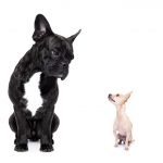a big french bulldog and small tiny chihuahua dog looking at each other, feelings involved, isolated on white background