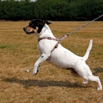 Small white dog pulling on a lead