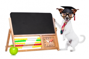 Hunde verstehen lernen: Grundschule Hund